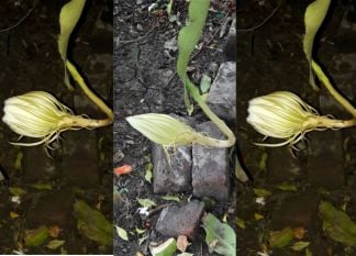 the Brahma lotus blooms only at night
