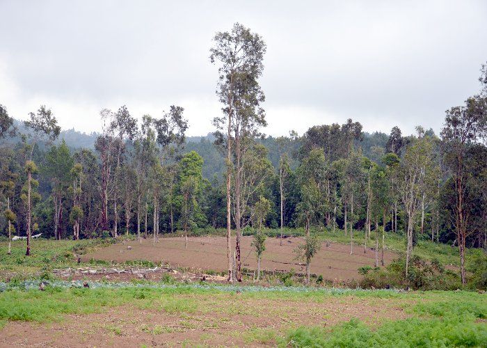 forest land 25 साल में खत्म हो गए 10 प्रतिशत जंगल