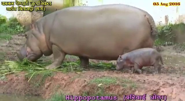 kanan pendari hippo कानन में नन्हा हिप्पो कर रहा अठखेलियां- देखिए पूरा वीडियो