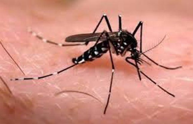 kolkata news राजाबाजार कॉलेज से मिला डेंगू का लार्वा