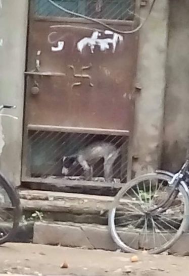 dog आठ माह से कैद है ये बेजुबां श्वान