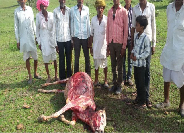 five alive cows the skins of pulling दरिंदगी की इंतेहा...पांच जिंदा गायों की नोंच ली खाल