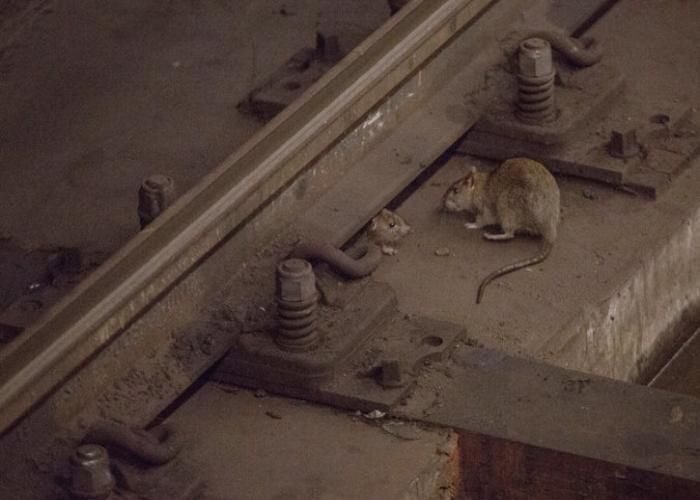 railway station जानिए, कैसे चूहे मारने पर 4 लाख का हुआ खर्च