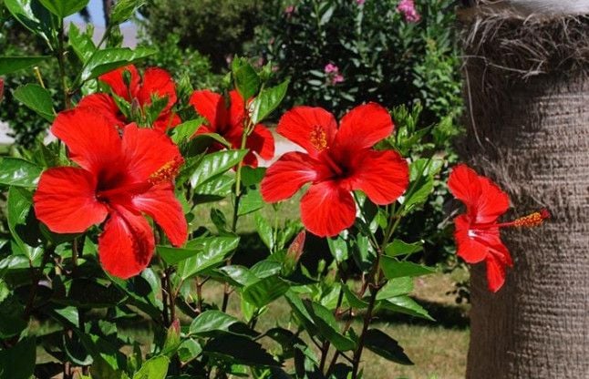 Hibiscus (Gudhal) Flower's Health Benefits In Hindi - गुडहल ...