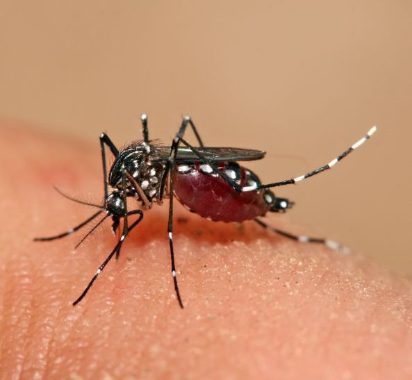 Dengue जौनपुर में डेंगू का कहर, आधा दर्जन की मौत