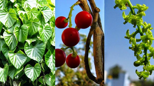 Amazing Giloy Arisen From The Drops Of Nectar Human Holds Healthy Life Time Amazing अम त क ब द स प द ह ई यह वनस पत इ स न क रखत ह 100 स ल न र ग Patrika News