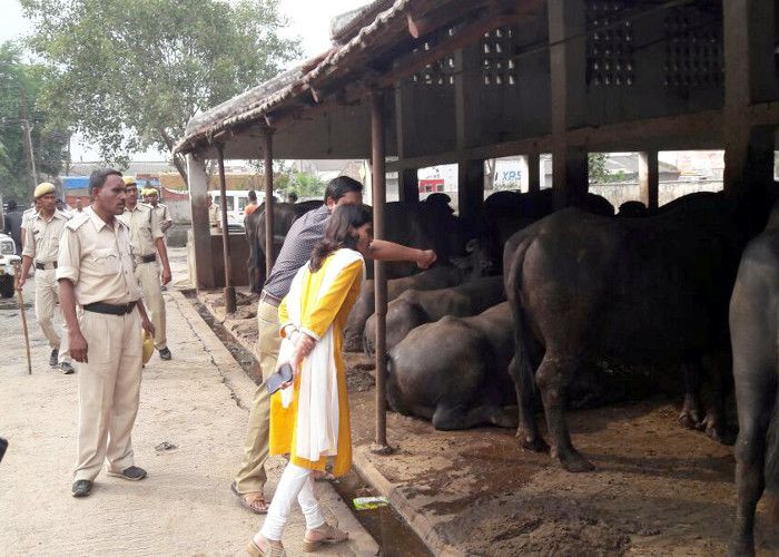 dairy,dairies in action,making Pariyat dairies BREAKING: 48 घंटे के अंदर गौर, परियट और हिरण नदी के तट से हटेंगी डेयरियां