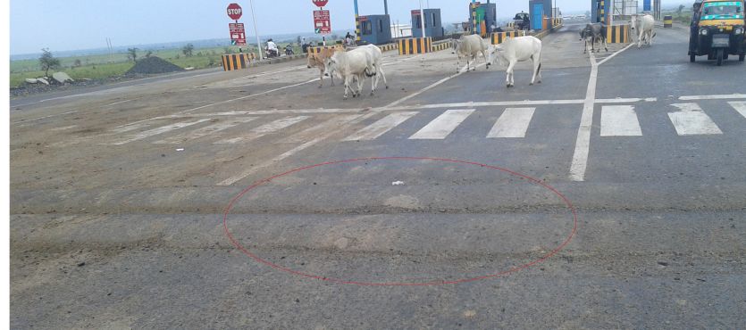 rajgarh वाहनों को रोकने टोल प्लाजा पर बना दिया खतरनाक स्पीडब्रेकर