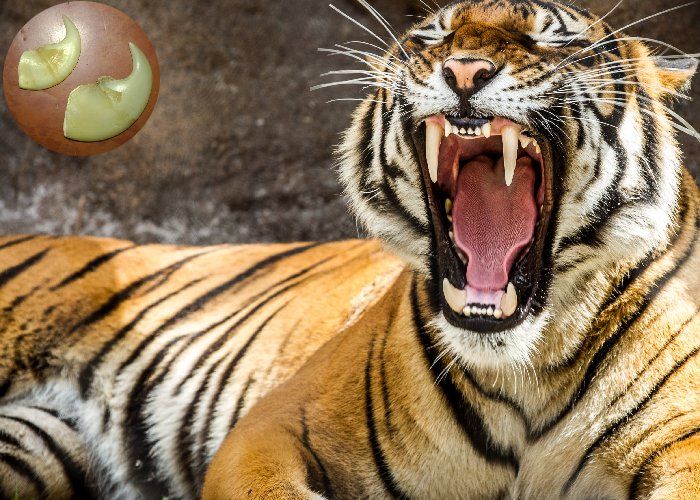 tiger भालू, तेंदुए और बाघ की की दहाड़ से गूंजी कलियासोत के जंगल