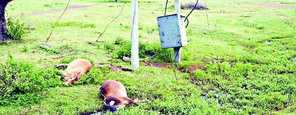 Lightning took the lives of 20 cattle आकाशीय बिजली ने ले ली 20 मवेशियों की जान