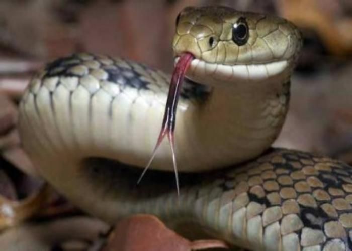 snake सर्प डंस से महिला ने तोड़ा दम