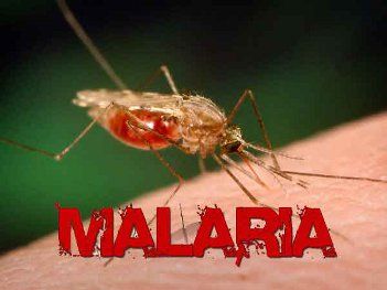 Vngram Jilpa rural viral and is vulnerable to mala मलेरिया मुक्त बनेगा झारखंड, 22 करोड़ रुपये होंगे खर्च