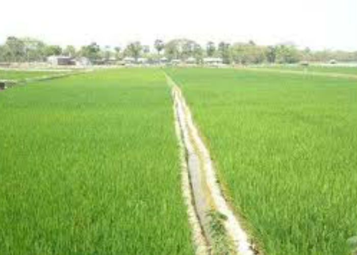farmer किसानों को रबी फसल के लिए मिलेगी प्रोत्साहन राशि