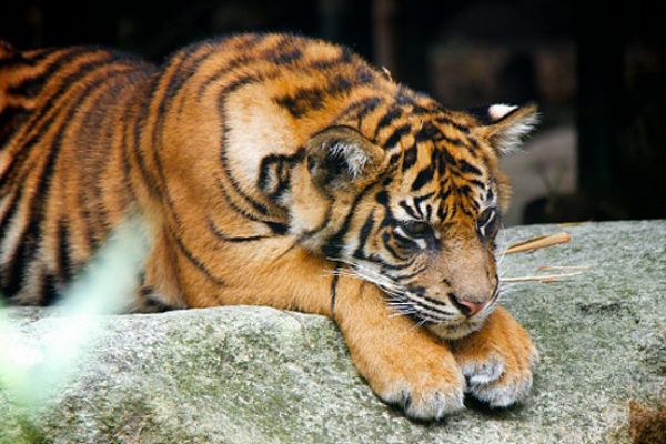 tiger पेंच को छोड़ बाकी नेशनल पार्कों में बढ़ गई बाघों की संख्या