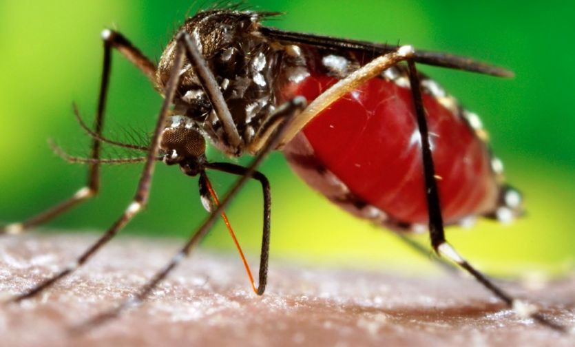 Dengue डेंगू ने छिनी परिवार की खुशी, स्वास्थ्य विभाग नाकाम