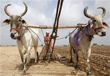 bovni गेहूं, दलहन पर जोर, तिलहन कमजोर