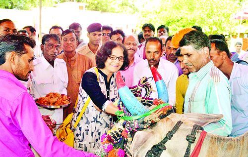 cow compition शाजापुर में गायों के बीच मुकाबला, कौन देती है ज्यादा दूध