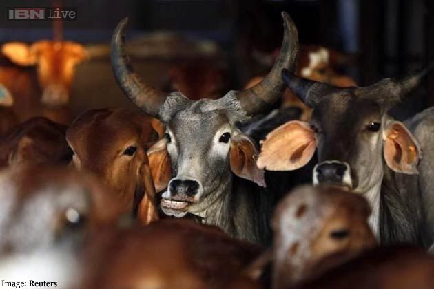 cattle died from food poisoning #varanasi stampede इंसान से अधिक मरे जानवर