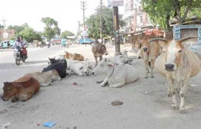 Yet could not find place for dairy अब तक नहीं ढूंढ सके डेयरी के लिए जगह