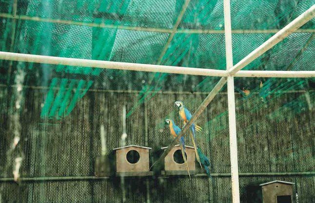 Delhi Zoo दिल्ली के चिडिय़ाघर में बर्ड फ्लू ने पसारे पांव, 8 परिंदे मरे