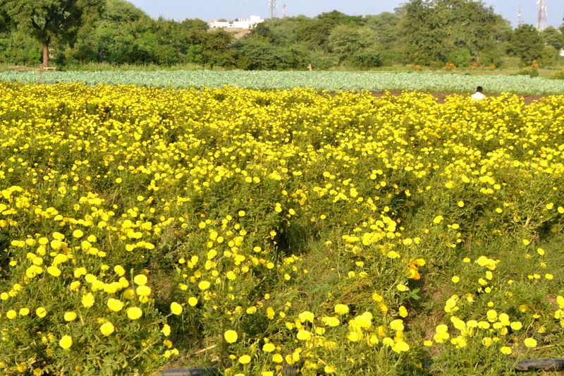Neemuch News खुशबू की तरह फैलेगा फूलों का व्यापार