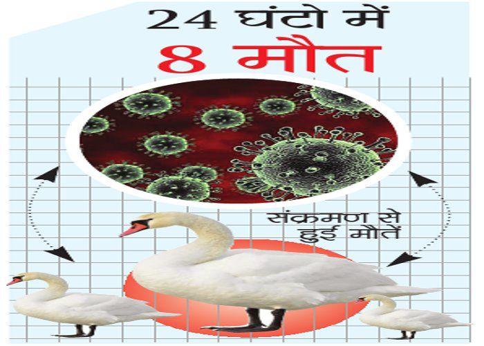 birds virus अनजाने संक्रमण से 24 घंटों में 8 जलीय पक्षियों की मौत