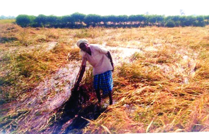 ruined 1000 acre crop आंधी-तुफान और मूसलाधार बारिश ने बर्बाद कर दी 1000 एकड़ की फसल