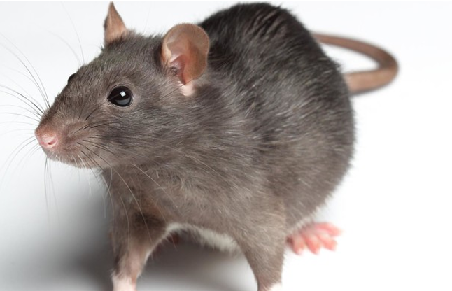 rat एक चूहा पकडऩे पर बीस हजार रुपिया दे रही है जर्काता सरकार