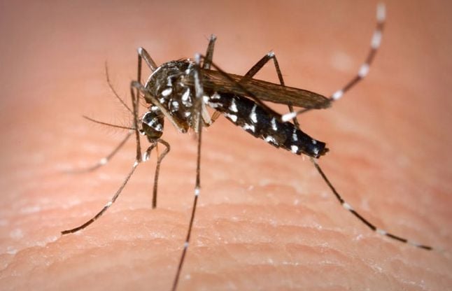 Dengue Fever Causes, Symptoms, Treatment - 