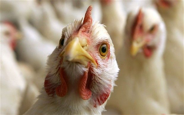 Avian Influenza Is Not Spread By Eating Cooked Chicken - चिकन ...