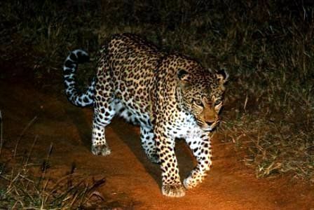 leopard चमत्कार! तेंदुए ने किया मालिक पर हमला, गोमाता ने बचा लिया