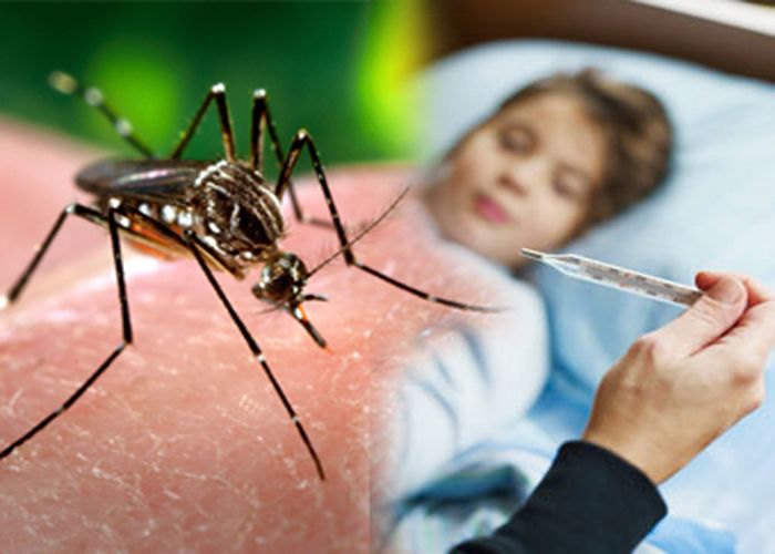 Dengue डेंगू में रोगी को दें दाल का पानी और चावल का मांड