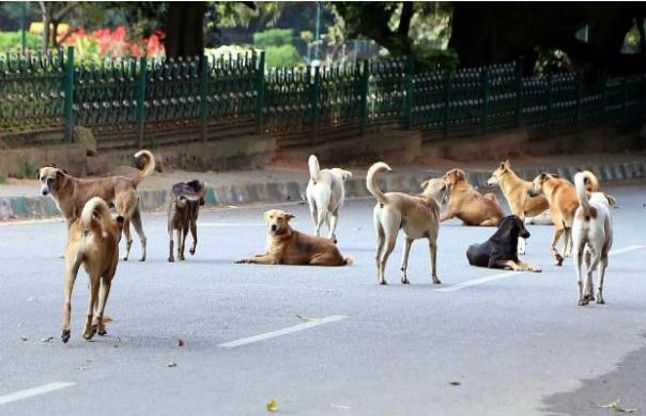 Stray Dog In Kerala कुत्ते ले रहे लोगों की जान, डीएम ने लगाई एसडीएम की क्लास