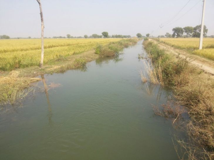 gwalior ओवरफ्लो नहर, डूबी धान की फसल