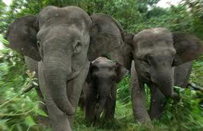 Elephants fear जंगली हाथियों के खौफ से मचान बनाकर रह रहे ग्रामीण