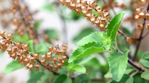 Sarvartha Siddhi Yoga Ma tulsi be married, These सर्वार्थ सिद्धि योग में होगा तुलसी विवाह, ये कर सेकेंगे मांगलिक कार्य