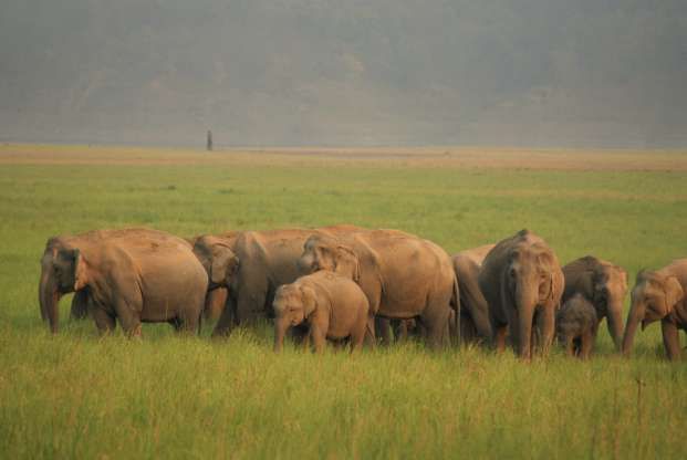 Elephant चार आदिवासी परिवार 3 सालों से पेड़ पर रहने को मजबूर