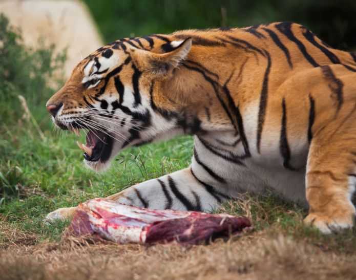 tiger attack human बढऩे जा रहा है बाघों का घर, भोपाल के जंगलों में मिलेगा बड़ा ठिकाना