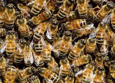 bees मधुमक्खियों की आंखें अनुमान से कहीं ज्यादा तेज