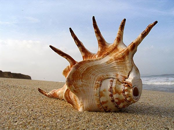 Conch worship-4 अगहन मास में ऐसे करें शंख की पूजा, महालक्ष्मी कर देगी मालामाल
