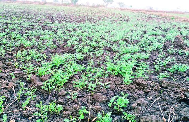 Hard to buy the seeds to farmers जैविक बीज के लिए इन जिलों को मिली शासकीय अनुमति