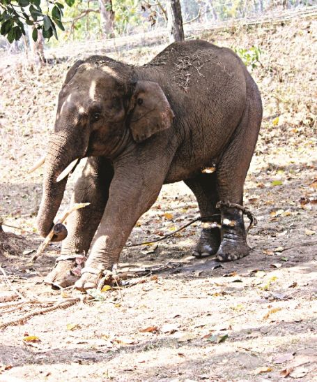 sonu elephent सोनू स्वस्थ, अब मानता है महावतों का कहना