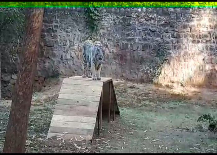 gwalior zoo open Bird Flu के आतंक के बाद फिर से खुलने जा रहा है ZOO , अब टाइगर संग ले सकेंगे सेल्फी