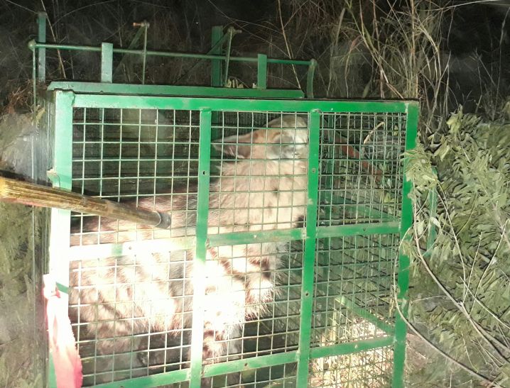 Dewas औद्योगिक क्षेत्र में 10 दिन से घूम रहे लकड़बग्घे को पकड़ा