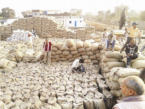 satna news खरीदी केंद्र और गोदाम के बीच गायब हो गया साढ़े 13 हजार टन अनाज