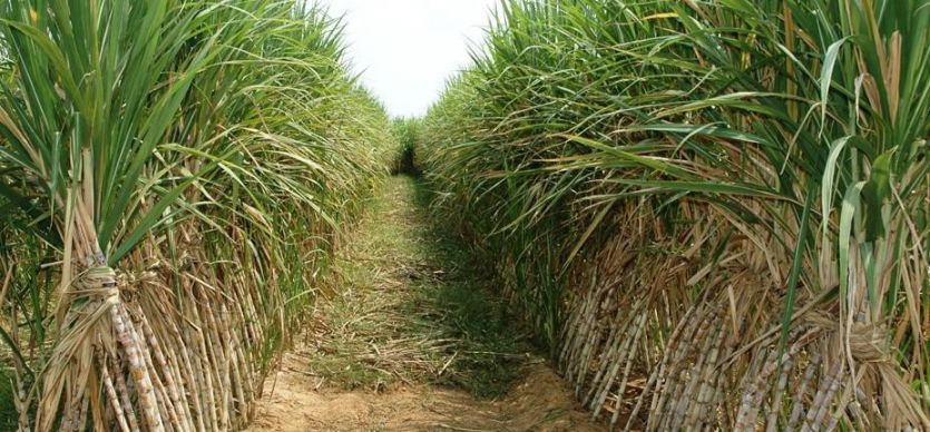 farmer किसानों को भाजपा के राष्ट्रीय अध्यक्ष से ये हैं उम्मीदें