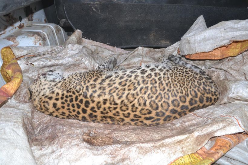 Leopard death तीन माह के तेंदुए की संदिग्ध मौत, शरीर पर मिले चोट के निशान