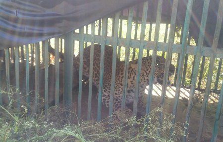 Caged panther. ढालखेड़ा के पिंजरे में कैद हुआ तेंदुआ