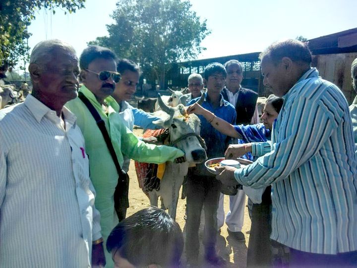 burhi-sick-cows-will-now-serve-as अब बुढ़ी-बीमार गायों की ऐसे होगी सेवा...