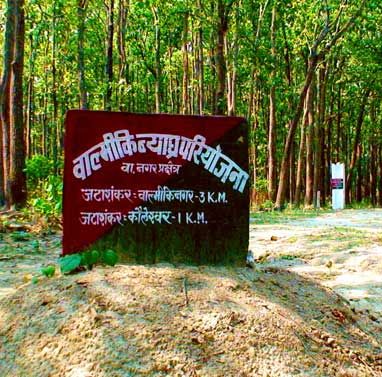 Valmikinagar Tiger Reserve टाईगर रिजर्व वीटीआर में बाघ शावकों की आहट